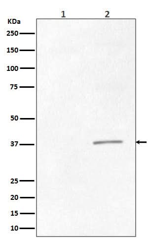 Anti-Phospho-CrkII (Tyr221) Rabbit Monoclonal Antibody Boster Bio