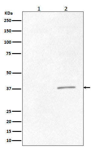 Anti-Phospho-CrkII (Tyr221) Rabbit Monoclonal Antibody Boster Bio