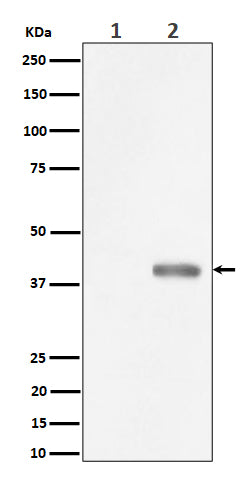 Anti-Phospho-PBK/TOPK (Thr9) Rabbit Monoclonal Antibody Boster Bio