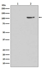 Anti-Phospho-GluR1 (S845) GRIA1 Rabbit Monoclonal Antibody Boster Bio