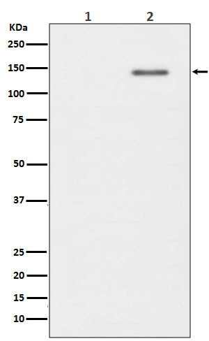 Anti-Phospho-SHIP (Y1020) INPP5D Rabbit Monoclonal Antibody Boster Bio