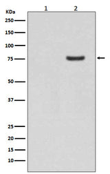 Anti-Phospho-Synapsin I (S9) Rabbit Monoclonal Antibody Boster Bio