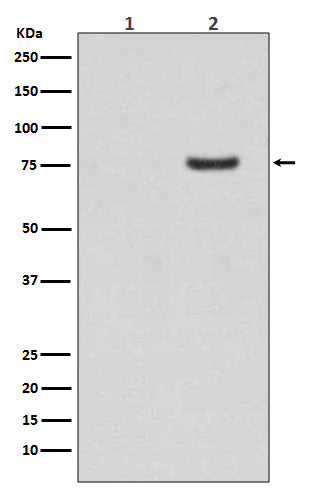 Anti-Phospho-Synapsin I (S9) Rabbit Monoclonal Antibody Boster Bio