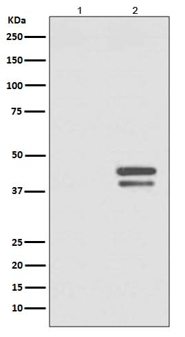 Anti-Phospho-JunD (S255) Rabbit Monoclonal Antibody Boster Bio