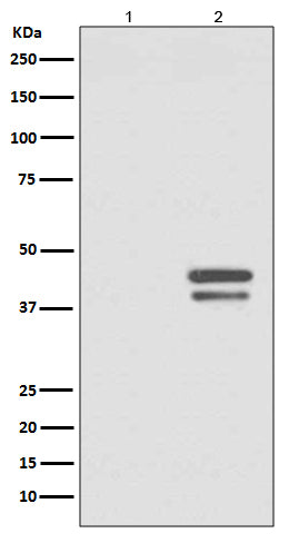 Anti-Phospho-JunD (S255) Rabbit Monoclonal Antibody Boster Bio