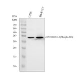 Anti-Phospho-Histone H1.4 (T17) HIST1H1E Rabbit Monoclonal Antibody Boster Bio