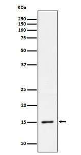 Anti-Phospho-Histone H3.3 (S31) Rabbit Monoclonal Antibody Boster Bio