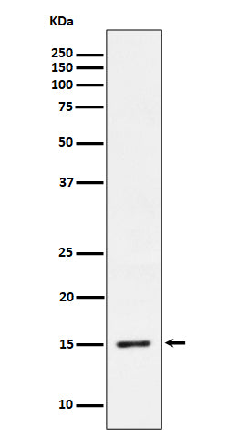 Anti-Phospho-Histone H3.3 (S31) Rabbit Monoclonal Antibody Boster Bio