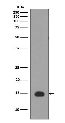 Anti-Histone H3 (acetyl K4) HIST1H3A Rabbit Monoclonal Antibody Boster Bio