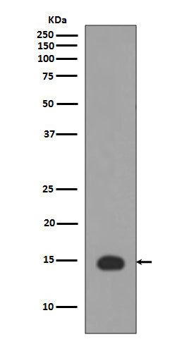 Anti-Histone H3 (acetyl K4) HIST1H3A Rabbit Monoclonal Antibody Boster Bio