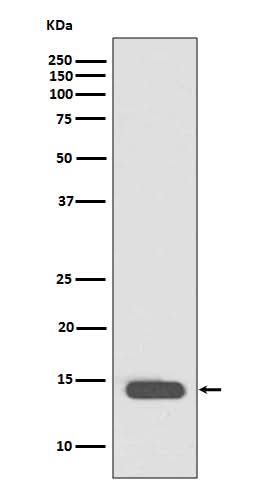 Anti-Histone H2B (acetyl K20) HIST1H2BB Rabbit Monoclonal Antibody Boster Bio