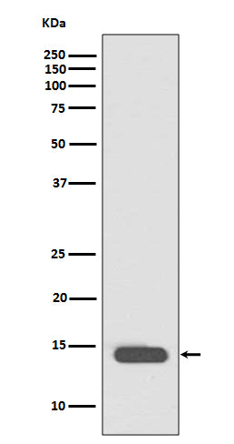 Anti-Histone H2B (acetyl K20) HIST1H2BB Rabbit Monoclonal Antibody Boster Bio