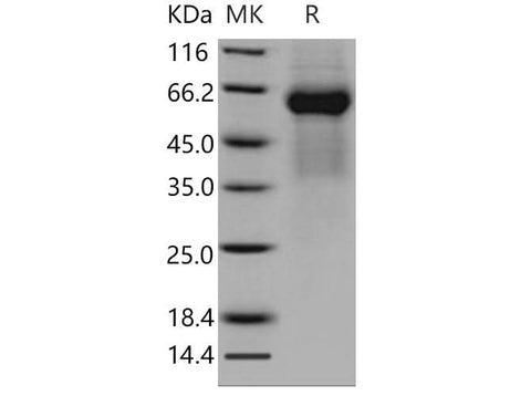 > 90 % as determined by reducing SDS-PAGE.