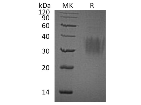 > 95 % as determined by reducing SDS-PAGE.