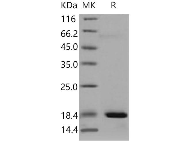 > 95 % as determined by reducing SDS-PAGE.