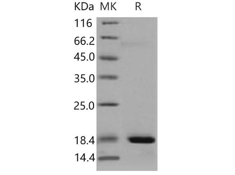 > 95 % as determined by reducing SDS-PAGE.