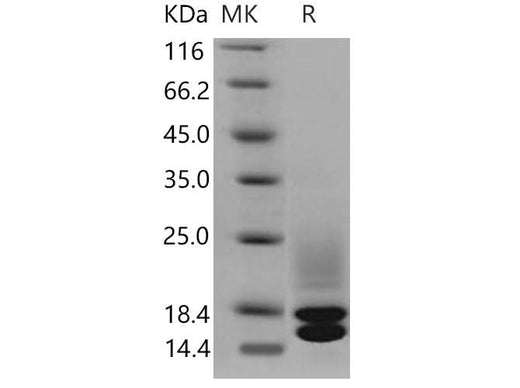> 95 % as determined by reducing SDS-PAGE.