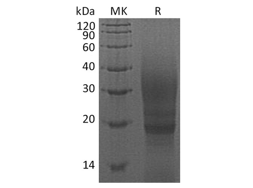 > 90 % as determined by reducing SDS-PAGE.