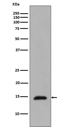 Anti-Phospho-Histone H2B (T129) HIST1H2BC Rabbit Monoclonal Antibody Boster Bio