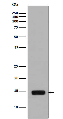 Anti-Phospho-Histone H2A (S129) HIST1H2AB Rabbit Monoclonal Antibody Boster Bio