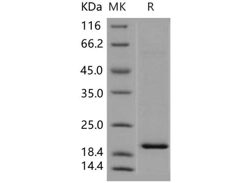 > 92 % as determined by reducing SDS-PAGE.