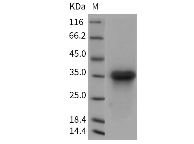 > 96 % as determined by reducing SDS-PAGE.