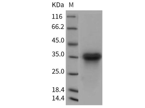 > 96 % as determined by reducing SDS-PAGE.