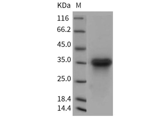 > 96 % as determined by reducing SDS-PAGE.