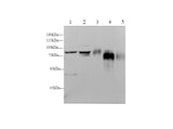 Anti-Human/Mouse/Rat CD44 Antibody - ABMIUM