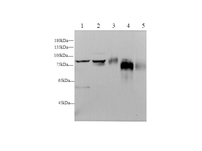 Anti-Human/Mouse/Rat CD44 Antibody - ABMIUM