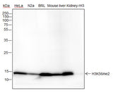 Anti-Human/Rat/Mouse Histone H3 (Di Methyl Lys56) Antibody [A833] - ABMIUM