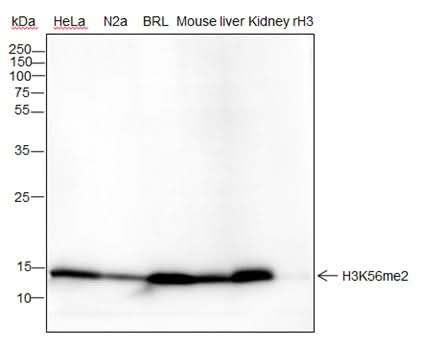 Anti-Human/Rat/Mouse Histone H3 (Di Methyl Lys56) Antibody [A833] - ABMIUM