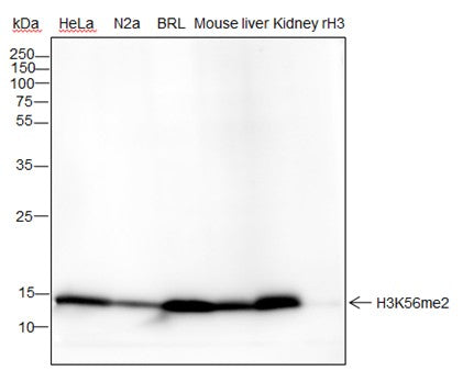 Anti-Human/Rat/Mouse Histone H3 (Di Methyl Lys56) Antibody [A833] - ABMIUM