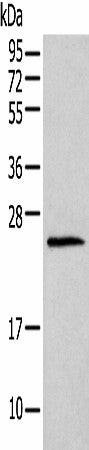 Western blot analysis of Mouse lung tissue using HIST1H1T Polyclonal Antibody at dilution of 1:400