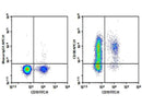 Anti-Human CD38 Antibody [AT13/5] - ABMIUM