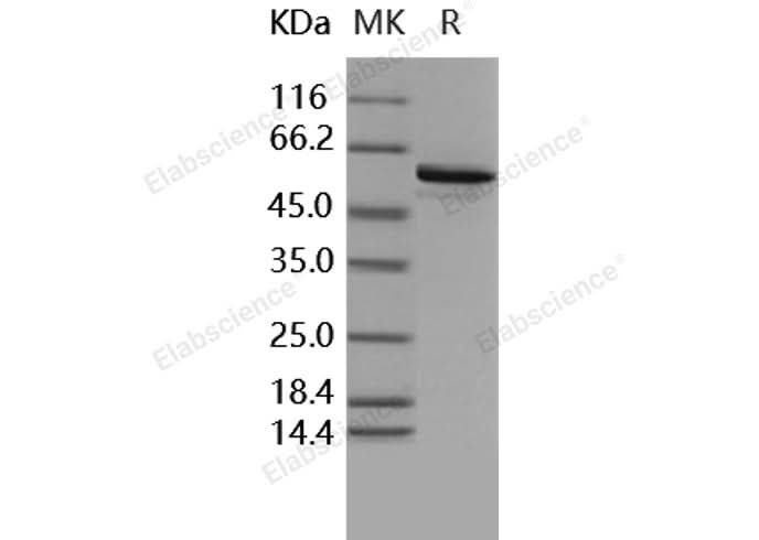 > 90 % as determined by reducing SDS-PAGE.