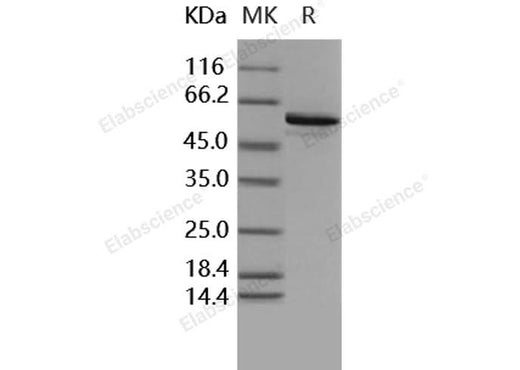 > 90 % as determined by reducing SDS-PAGE.