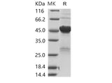 > 80 % as determined by reducing SDS-PAGE.