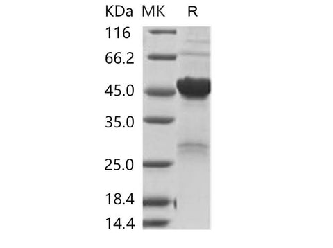 > 80 % as determined by reducing SDS-PAGE.