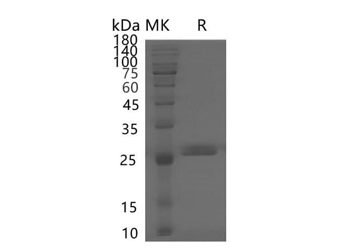 > 85 % as determined by reducing SDS-PAGE.