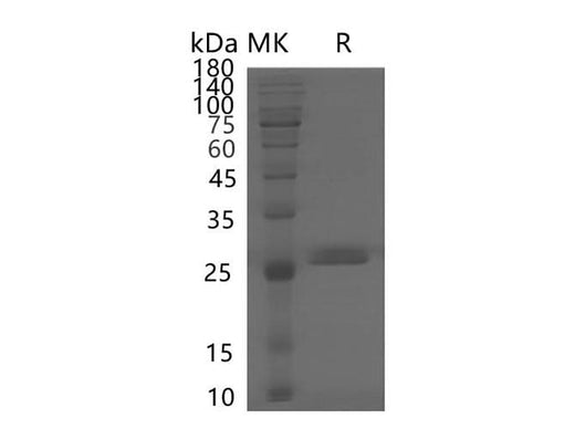 > 85 % as determined by reducing SDS-PAGE.