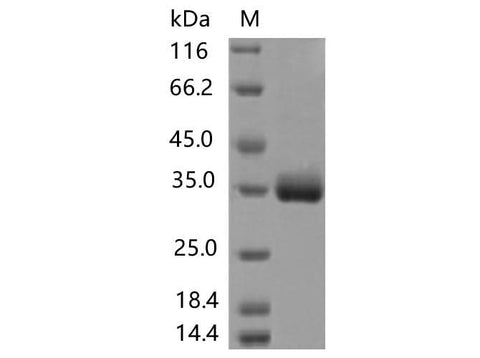 > 80 % as determined by reducing SDS-PAGE.