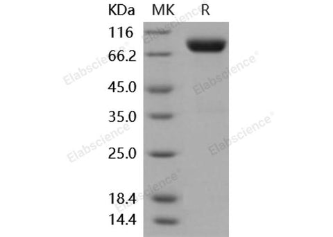 > 92 % as determined by reducing SDS-PAGE.