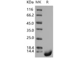 > 97 % as determined by reducing SDS-PAGE.