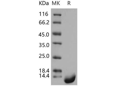 > 97 % as determined by reducing SDS-PAGE.