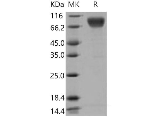 > 95 % as determined by reducing SDS-PAGE.