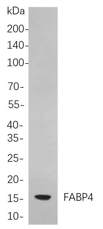Anti-Human/Mouse/Rat FABP4 Antibody [B802] - ABMIUM