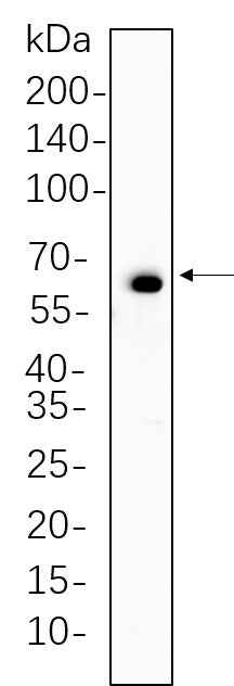 Anti-Human/Mouse/Rat Paxillin Antibody [B631] - ABMIUM