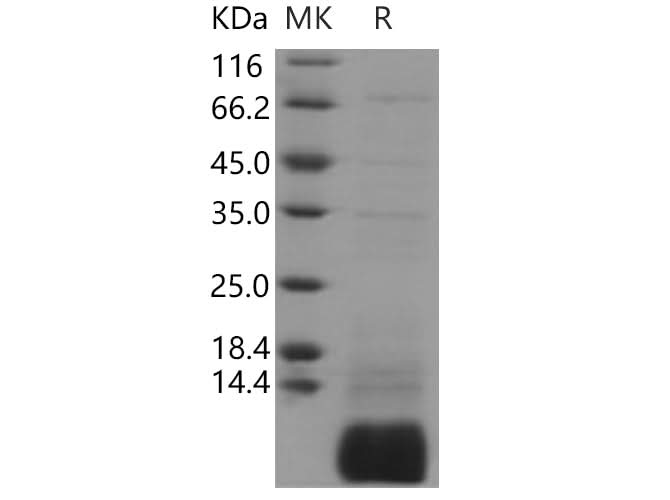 > 90 % as determined by reducing SDS-PAGE.