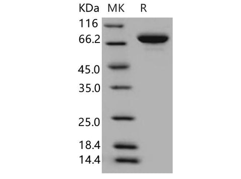 > 97 % as determined by reducing SDS-PAGE.